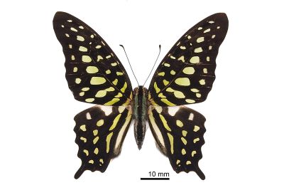 翠斑青鳳蝶 Graphium agamemnon 雌蟲