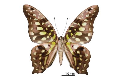 翠斑青鳳蝶 Graphium agamemnon