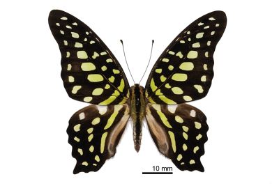 翠斑青鳳蝶 Graphium agamemnon