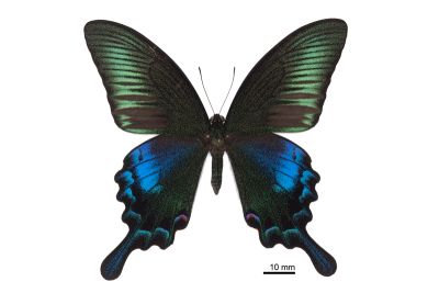 翠鳳蝶蘭嶼亞種 Papilio bianor kotoensis 雄蟲