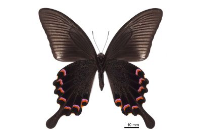 翠鳳蝶蘭嶼亞種 Papilio bianor kotoensis 雄蟲
