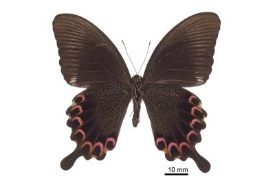 臺灣琉璃翠鳳蝶 Papilio hermosanus 雄蟲