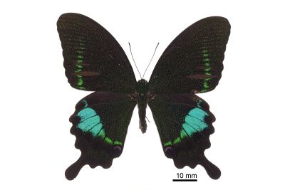 臺灣琉璃翠鳳蝶 Papilio hermosanus 雄蟲