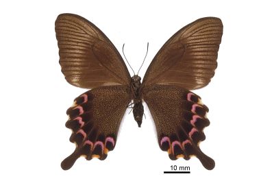 臺灣琉璃翠鳳蝶 Papilio hermosanus 雌蟲