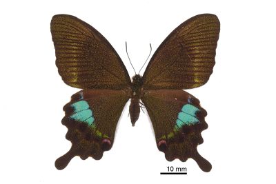 臺灣琉璃翠鳳蝶 Papilio hermosanus 雌蟲