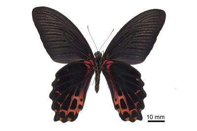 臺灣鳳蝶 Papilio thaiwanus 雄蟲