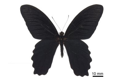 臺灣鳳蝶 Papilio thaiwanus 雄蟲