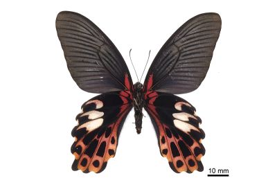 臺灣鳳蝶 Papilio thaiwanus 雌蟲