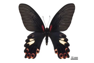 臺灣鳳蝶 Papilio thaiwanus 雌蟲