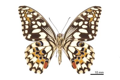 花鳳蝶 Papilio demoleus