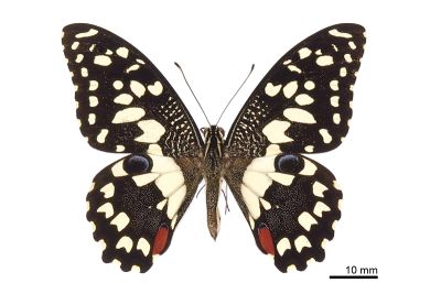 花鳳蝶 Papilio demoleus