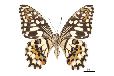 花鳳蝶 Papilio demoleus