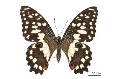 花鳳蝶 Papilio demoleus