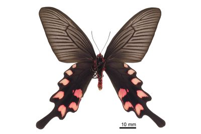 長尾麝鳳蝶 Byasa impediens febanus 雄蟲