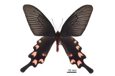 長尾麝鳳蝶 Byasa impediens febanus 雄蟲