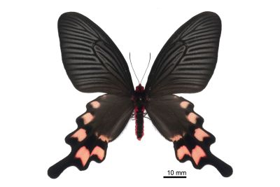 長尾麝鳳蝶 Byasa impediens febanus 雌蟲