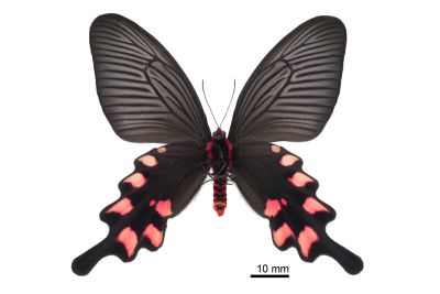 長尾麝鳳蝶 Byasa impediens febanus 雌蟲