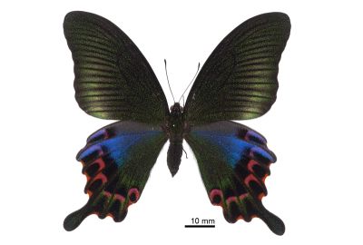 雙環翠鳳蝶 Papilio hopponis 雌蟲