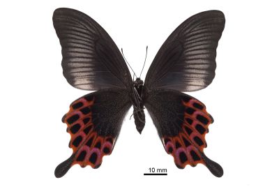 雙環翠鳳蝶 Papilio hopponis 雌蟲