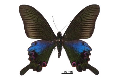 雙環翠鳳蝶 Papilio hopponis 雄蟲