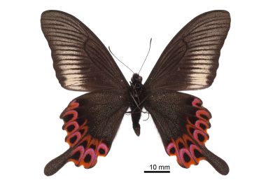 雙環翠鳳蝶 Papilio hopponis 雄蟲
