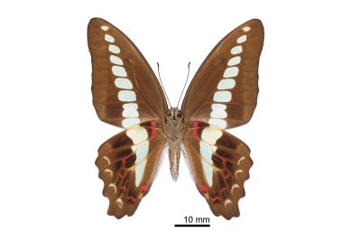 青鳳蝶 Graphium sarpedon connectens 雄蟲