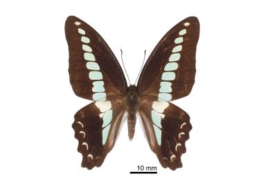 青鳳蝶 Graphium sarpedon connectens 雄蟲