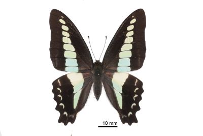 青鳳蝶 Graphium sarpedon connectens 雌蟲