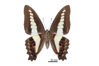 青鳳蝶 Graphium sarpedon connectens 雌蟲