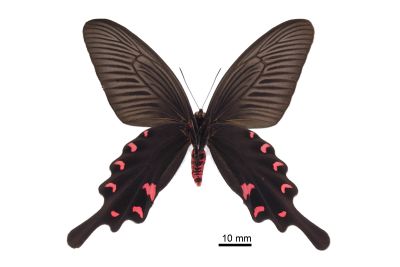 麝鳳蝶 Byasa confusus mansonensis 雄蟲