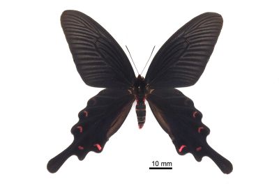 麝鳳蝶 Byasa confusus mansonensis 雄蟲