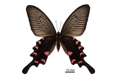 麝鳳蝶 Byasa confusus mansonensis 雌蟲