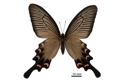 麝鳳蝶 Byasa confusus mansonensis 雌蟲