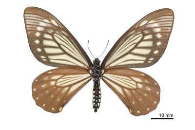 Chilasa epycides melanoleucus 雌蟲