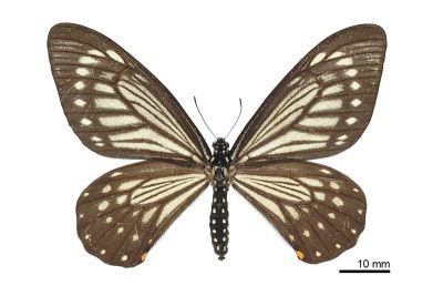 Chilasa epycides melanoleucus 雌蟲