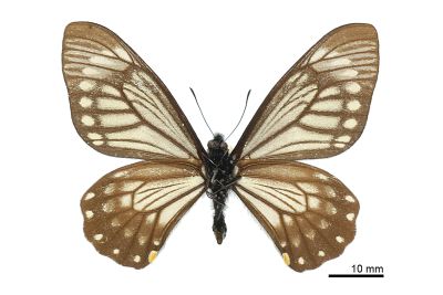 Chilasa epycides melanoleucus