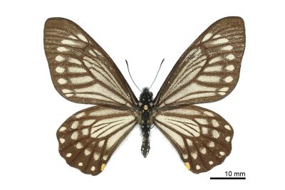 Chilasa epycides melanoleucus