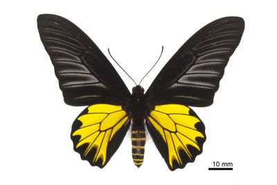 黃裳鳳蝶 Troides aeacus formosanus 雄蟲