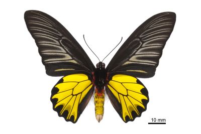 黃裳鳳蝶 Troides aeacus formosanus 雄蟲