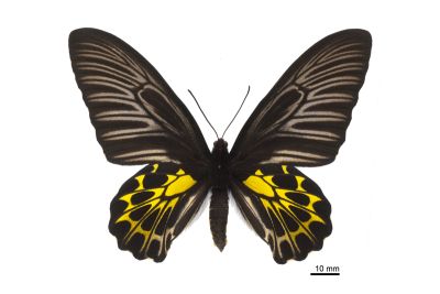 黃裳鳳蝶 Troides aeacus formosanus 雌蟲