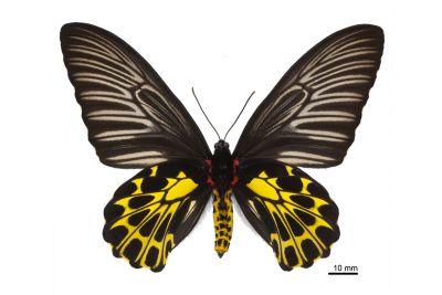 黃裳鳳蝶 Troides aeacus formosanus 雌蟲