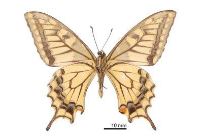 黃鳳蝶 Papilio machaon sylvinus 雄蟲