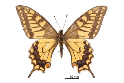黃鳳蝶 Papilio machaon sylvinus 雄蟲