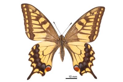 黃鳳蝶 Papilio machaon sylvinus 雌蟲