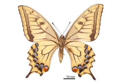 黃鳳蝶 Papilio machaon sylvinus 雌蟲