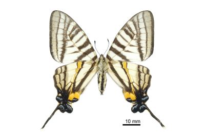 Pazala timur chungianus 雌蟲