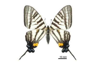 Pazala timur chungianus 雌蟲