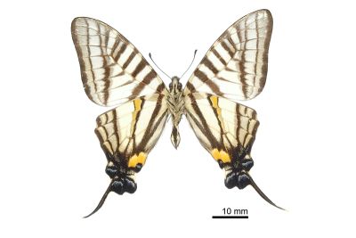 Pazala timur chungianus