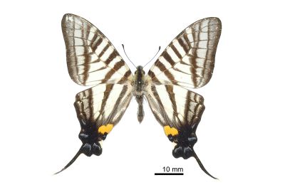 Pazala timur chungianus