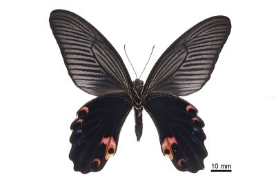 黑鳳蝶 Papilio protenor protenor